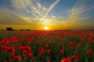 remembrance day 2020 flower field sunset